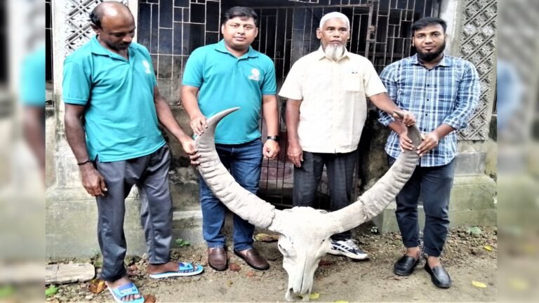 ১৮৫ বছরের পুরনো বন মহিষের শিং পাহাড়পুর যাদুঘরে